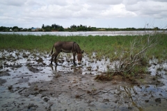 senegal-cosa-vedere-parco-uccelli-djoudj-IMG_20220831_160434