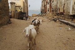 senegal-cosa-vedere-ile-de-goree-IMG_20220829_080723