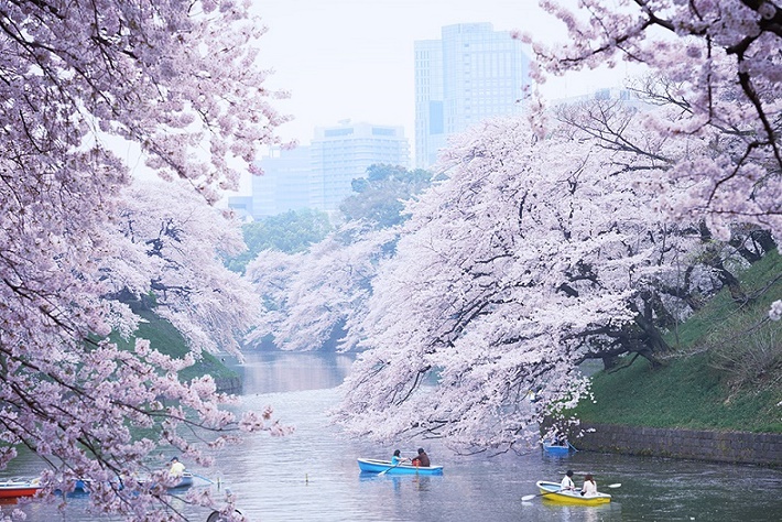 Giappone: hanami, ovvero la contemplazione dei ciliegi in fiore