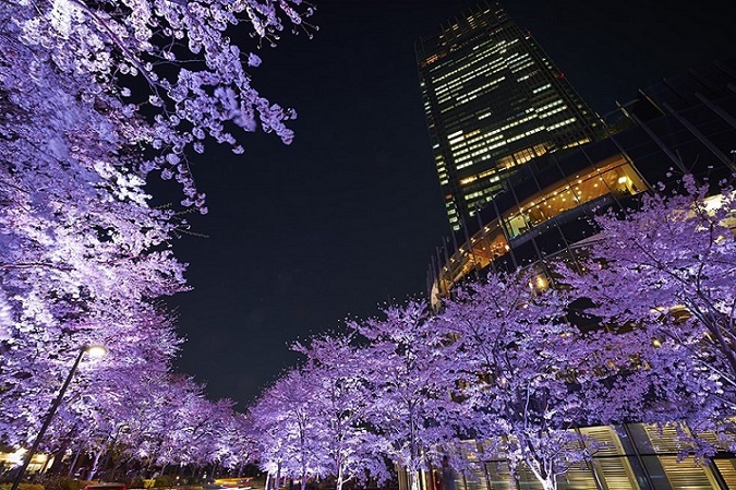 Giappone: hanami, ovvero la contemplazione dei ciliegi in fiore