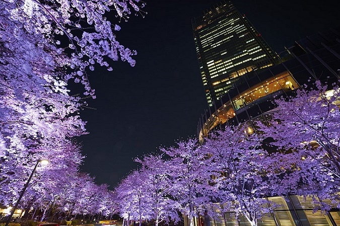 Hanami tutto l'anno: la fioritura di ciliegi in Giappone e nel mondo -  Lonely Planet