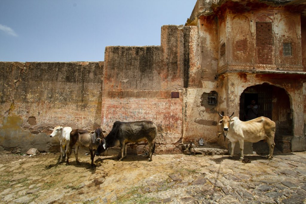 jaipur_india_cosa_vedere_e-fare_in_2_giorni