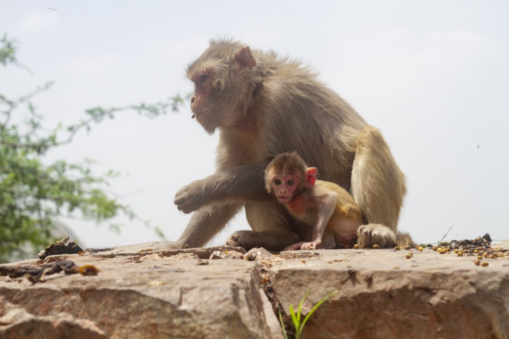 jaipur_india_cosa_vedere_e-fare_in_2_giorni