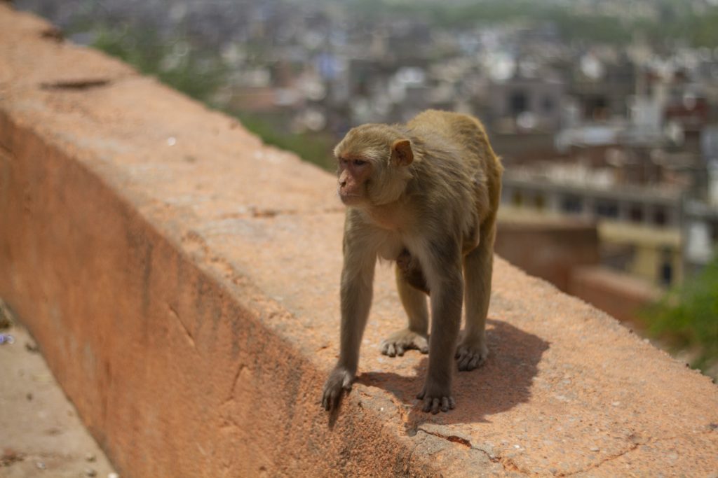 jaipur_india_cosa_vedere_e-fare_in_2_giorni