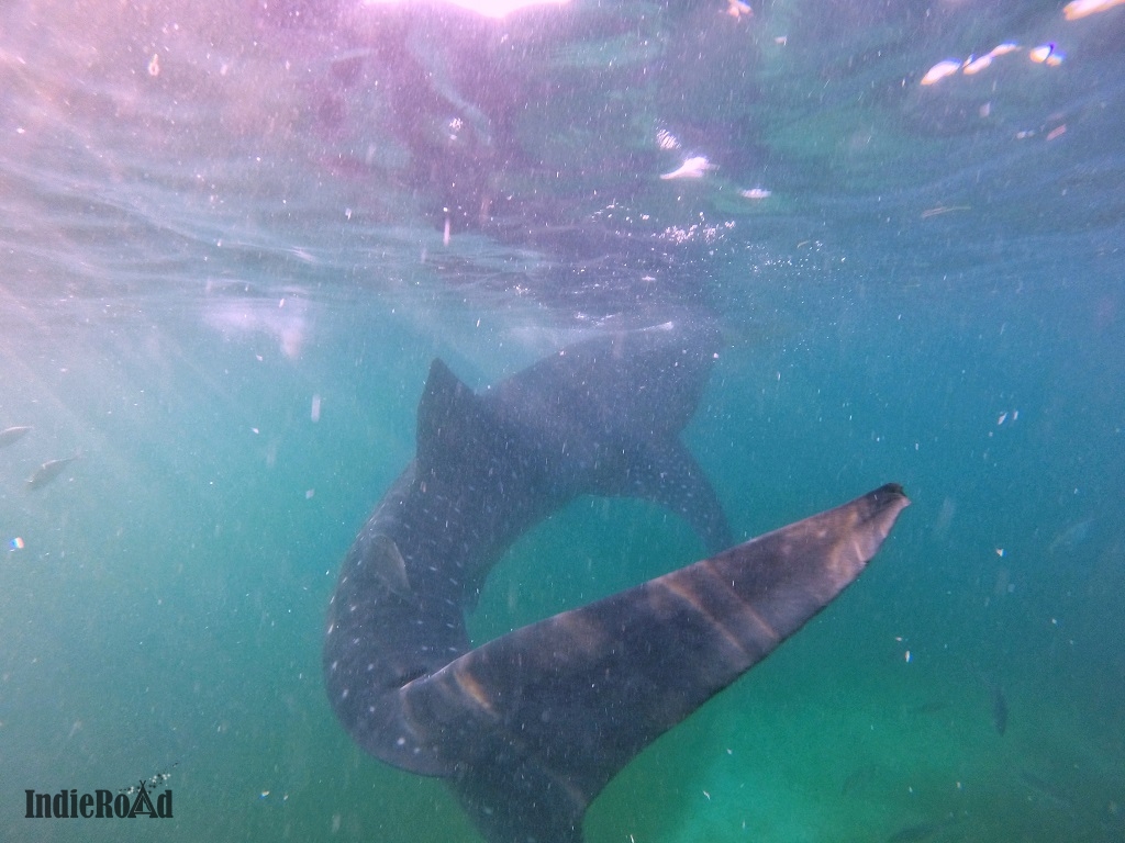 oslob filippine whale shark watching squali balena