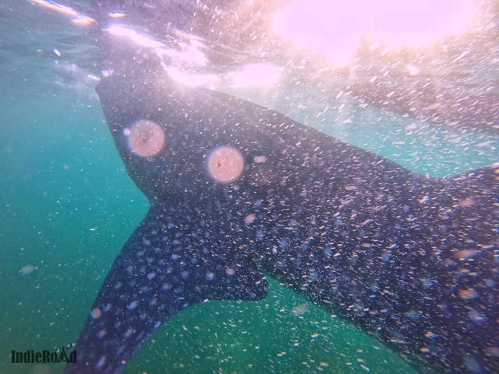 oslob filippine whale shark watching squali balena