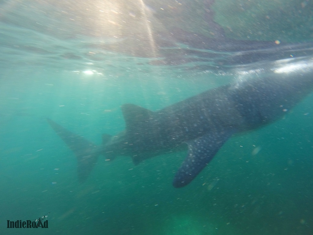 oslob filippine whale shark watching squali balena