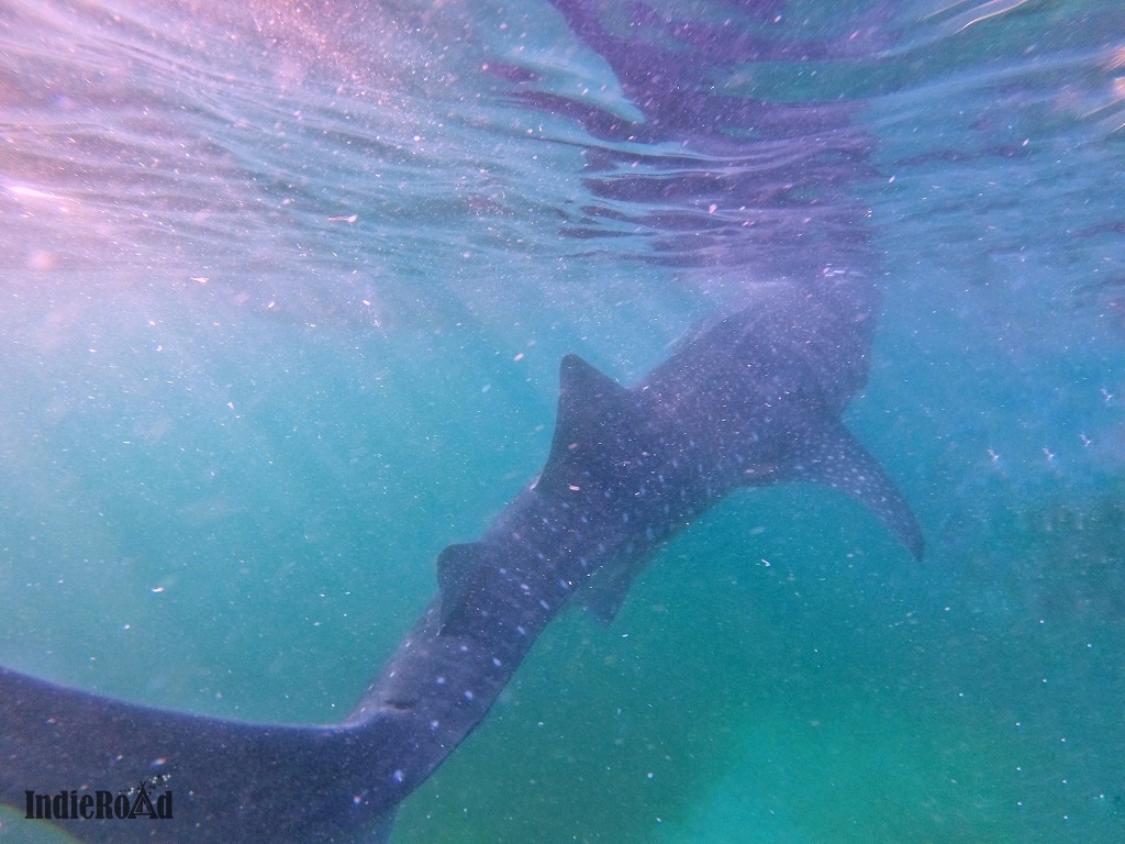 oslob filippine whale shark watching squali balena