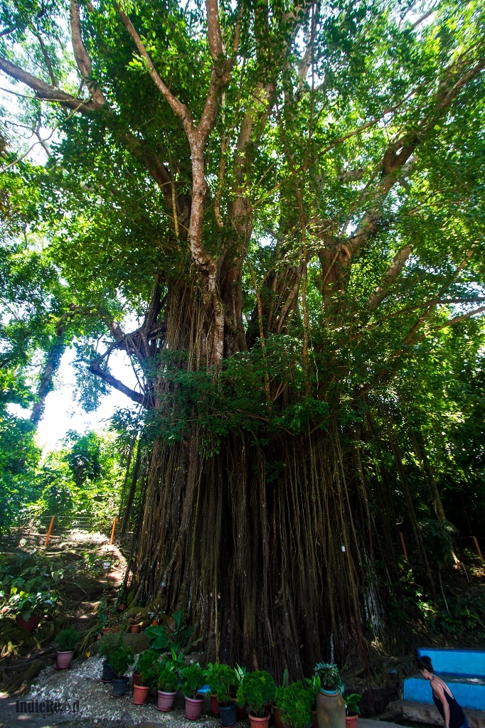 cosa vedere a siquijor filippine old balete tree (3)