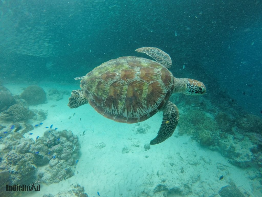 moalboal sardine snorkeling filippine cebu