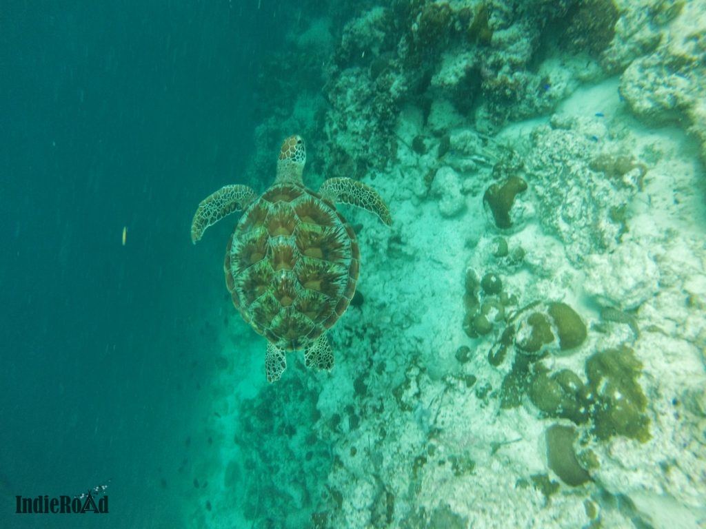 moalboal sardine snorkeling filippine cebu