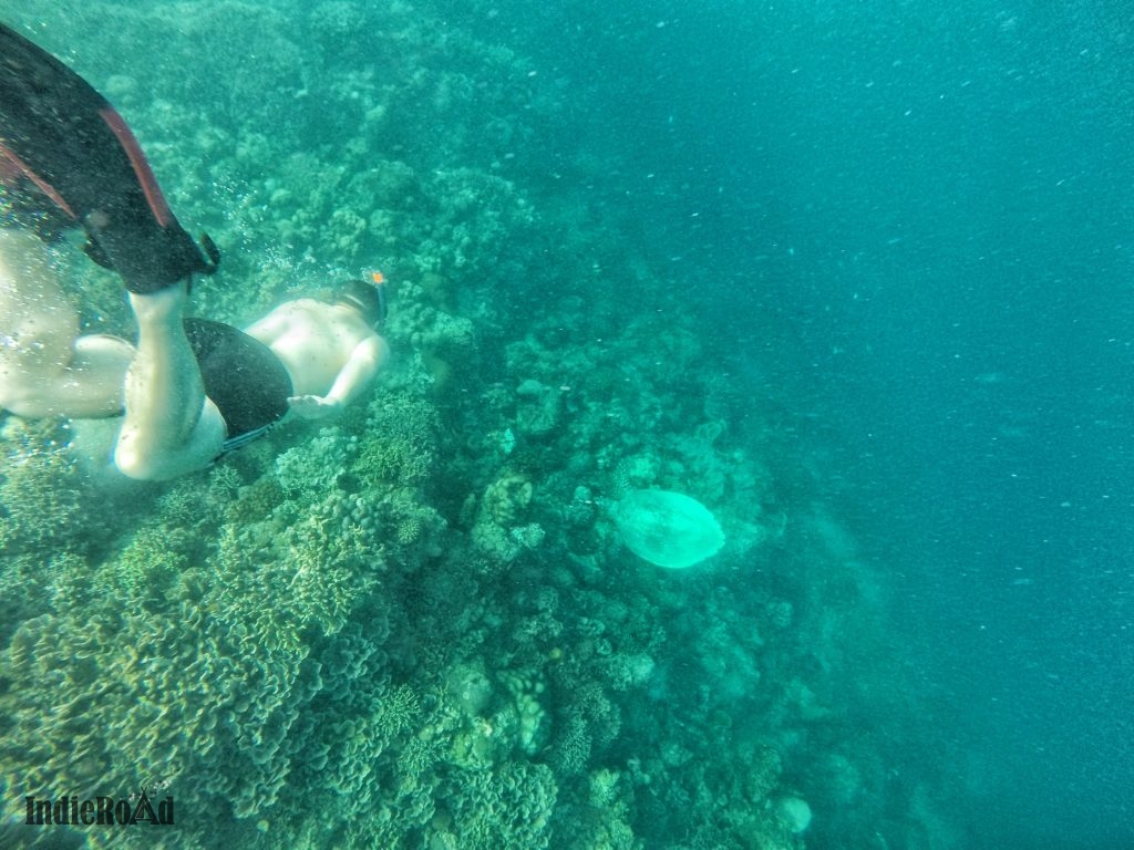 moalboal sardine snorkeling filippine cebu